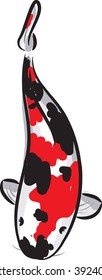 Red and black spotted carp koi (breed Showa)