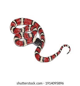serpiente rayada roja y negra 
