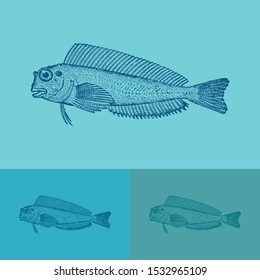 Roter Blenny Fisch Vektorillustration. Vintage Illustration Zeichnung. Wird auf buntem Hintergrund verwendet.