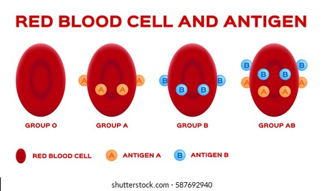 red blood cell and antigen vector