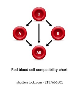 Red Blood Cell Compatibility Chart. Blood Donation.