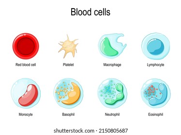 Red Blood Cell Or Erythrocyte, Platelet, And White Blood Cells: Eosinophil, Neutrophil, Basophil, Lymphocyte, Macrophage, And Monocyte. Vector Illustration