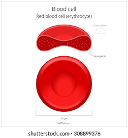 Blood Cell Drawing Images Stock Photos Vectors Shutterstock