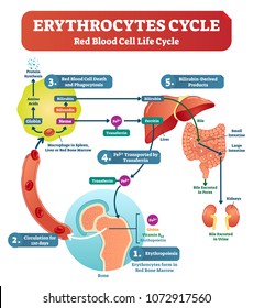 Red Blood Cell - Erythrocytes Life Cycle And Circulation Scheme In Human Body Vector Illustration. Biological Anatomy Diagram With Labeled Scheme.