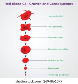 Red blood cell growth and development medical illustration diagram