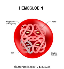 Red Blood Cell With Hemoglobin. Structure Of Human Hemoglobin. Schematic Visual Model Of Oxygen-binding Process. Vector Illustration For Your Design And Medical Use. 