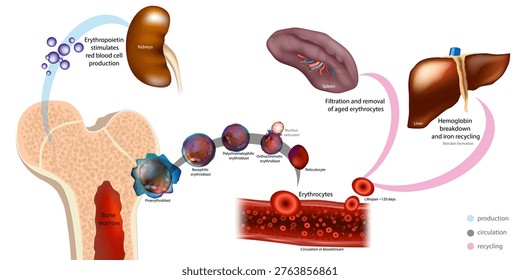 Red Blood Cell Lifecycle Diagram Showing Erythropoiesis, Circulation, and Hemoglobin Recycling with Erythropoietin Regulation. Lifecycle with Bone Marrow Production, Spleen Filtration and Liver Recycling