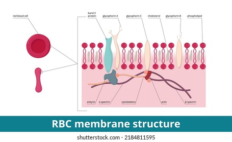 Membrana de glóbulos rojos.	Esqueleto de membrana: la ribavirina y la espectrina como dos proteínas principales, citoesqueleto, proteína de la banda 3 y glucóhorinas (A, B y C). Estructura celular de membrana eritrocitaria.