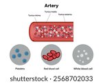 Red blood cell platelets white blood cell artery anatomy