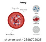 Red blood cell platelets white blood cell artery anatomy