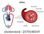 Red blood cell platelets white blood cell artery anatomy