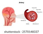Red blood cell platelets white blood cell artery anatomy