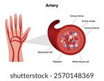 Red blood cell platelets white blood cell artery anatomy