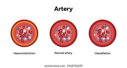 Red blood cell platelets white blood cell artery anatomy