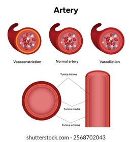 Red blood cell platelets white blood cell artery anatomy