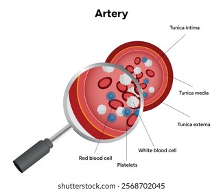 Red blood cell platelets white blood cell artery anatomy