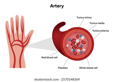 Red blood cell platelets white blood cell artery anatomy
