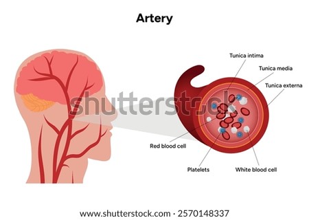 Red blood cell platelets white blood cell artery anatomy