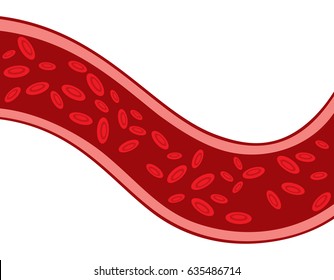 red blood cells flowing through veins vector illustration (artery)