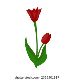 Red blooming and bud tulips illustration