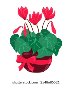 Red blooming cyclamen in a pot with a ribbon bow on a white background. Christmas plant, holiday gift, cozy home decor