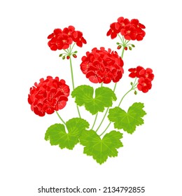 Red blooming geranium isolated on white background. Vector garden plant. Cartoon flat illustration of beautiful flowers.