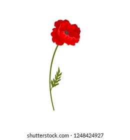 Red blooming poppy flower, botanical symbol vector Illustration on a white background