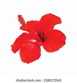 Red blossom hibiscus flower isolated on white background. Watercolor style hand draw painting. Vector illustration. Clipart