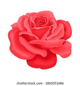 Red blossoming rose isolated on white background. Flower head. Vector illustration in cartoon flat style. Icon.