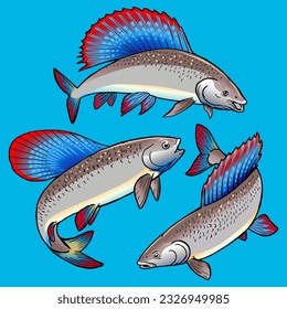red blue Grayling fish hand drawn