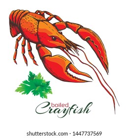 red boiled crayfish. One boiled lobster with bunch of parsley isolated on white. Hand drawn vector vintage illustration of crayfish with parsley.engraved colored crawfish graphic.ink sketch of seafood