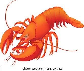 Red boiled ｌobster, isolated on the white background