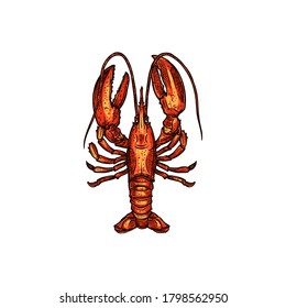 Red boiled lobster isolated marine seafood sketch. Vector aquatic animal, cooked crustacean, hand drawn food. Sea lobster with cylindrical body, stalked eyes, and pincers, crayfish invertebrate