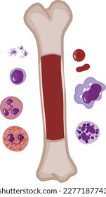 La médula ósea roja contiene células progenitoras de la sangre que pueden convertirse en glóbulos rojos, glóbulos blancos o plaquetas. Dibujo manual de la ilustración de PNG.