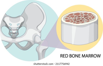 Red bone marrow on white background illustration