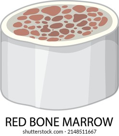 Médula ósea roja en ilustración de fondo blanco