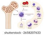 Red bone marrow. The source of red blood cells, white blood cells, and platelets. Erythrocytes. Leukocytes. Thrombocytes.