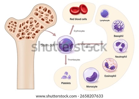 Red bone marrow. The source of red blood cells, white blood cells, and platelets. Erythrocytes. Leukocytes. Thrombocytes.