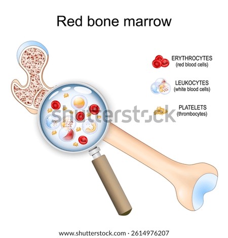 Red bone marrow. Through the magnifying glass, Hematopoiesis from Stem cells to Platelets, Red and White blood cells is visible. Blood cell formation. Vector illustration. Medical poster. diagram.