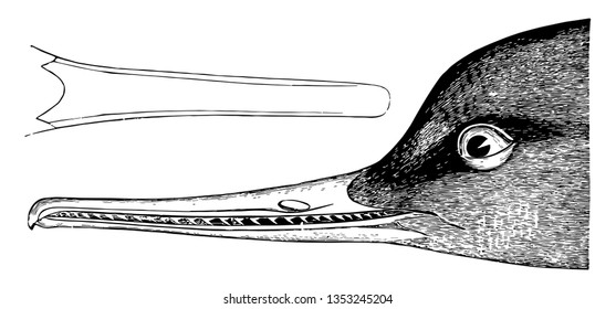 Red breasted Merganser is a diving duck one of the sawbills vintage line drawing or engraving illustration.