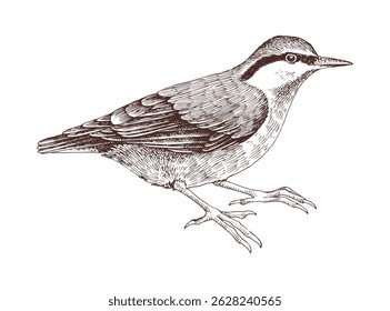 Red breasted nuthatch hand drawn vector