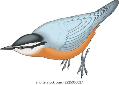 Red Breasted Nuthatch Vector Illustration