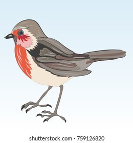 Red breasted winter robin isolated on a shaded blue background