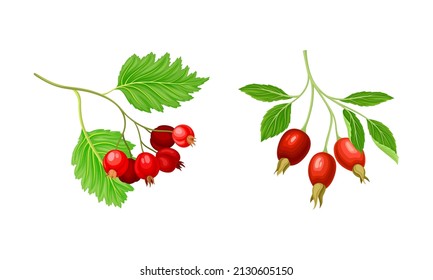 Red Brier and Hawthorn Branch with Hanging Ripe Edible Berry Vector Set