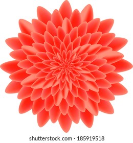 Red bright peony isolated closeup natural on white background, blossom flower vector illustration, summer seasonal garden plant