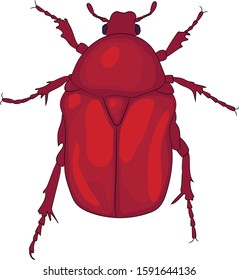 Red Bronze Beetle, Cetoniinae, drawing, vector, isolated on white background