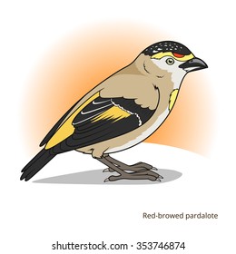 Red browed pardalote bird learn birds educational game vector illustration