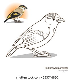 Red browed pardalote bird learn birds educational game coloring book vector illustration