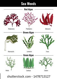 Red brown green algae seaweeds collection botanical educative info poster with laminaria codium rhodymenia flat vector illustration