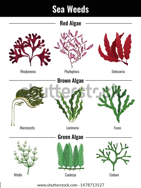 Red brown green algae seaweeds collection\
botanical educative info poster with laminaria codium rhodymenia\
flat vector illustration